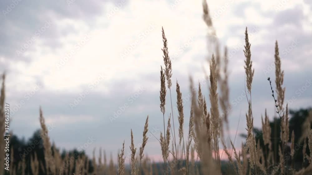 Wild grass waves on the wind in the field on the sunshining sky background. 4K Wild grass waves on the wind in the field on the sunshining sky background. 4K