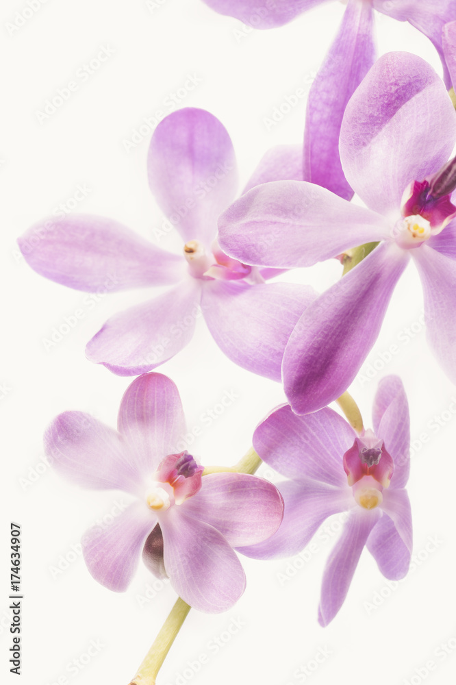 Orchids Orchids