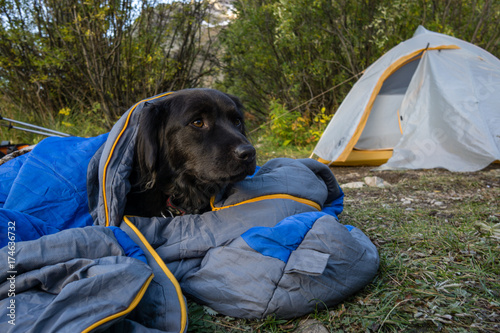 Fototapeta Naklejka Na Ścianę i Meble -  Dog Tent Camping