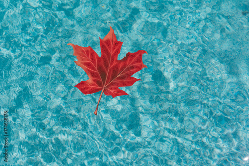 fall red maple leaf floating in a swimming pool on a tropical autumn day