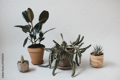 potted plants on grey background