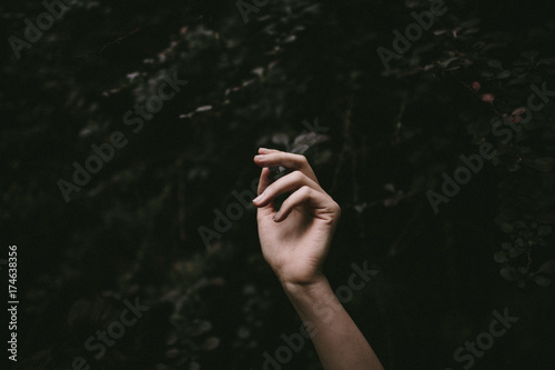 hand reaching up in front of bush