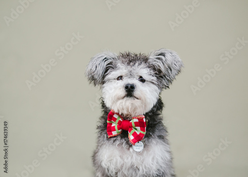 miniature terrier poodle dog wearing bow tie against plain wall