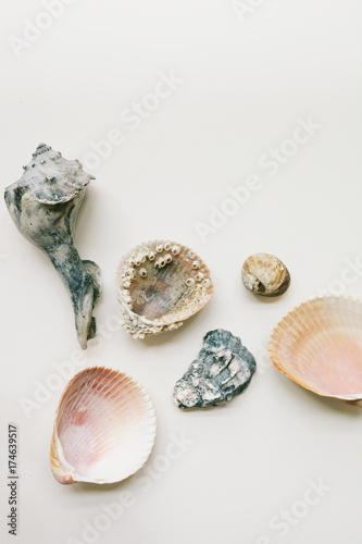 random assortment of shells on white