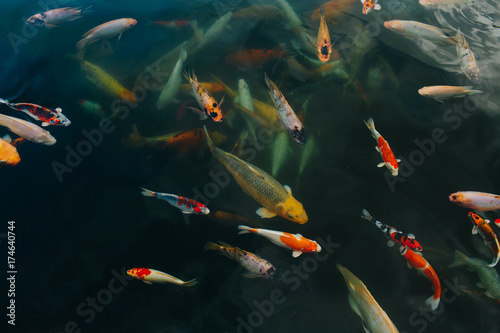 Many koi fish swimming at holy water temple, Bali Indonesia.