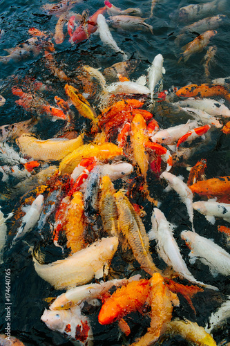 Many koi fish swimming at holy water temple, Bali Indonesia.