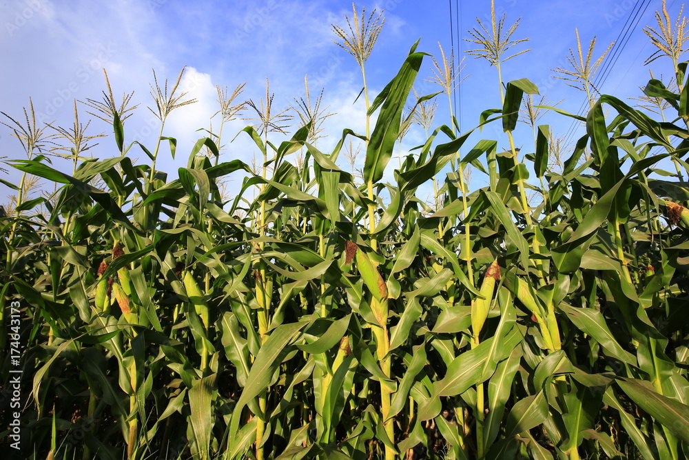 Corn Field Corn Field