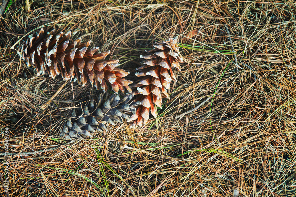 Fototapeta premium Three pine cones grouped together