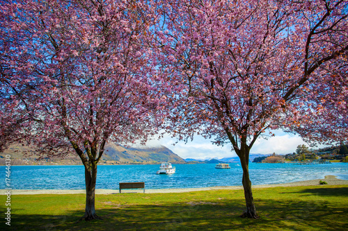 Photos pink flower blooming in lake wanaka south land new zealand