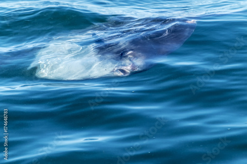 Sunfish on the surface of the ocean off of Maine