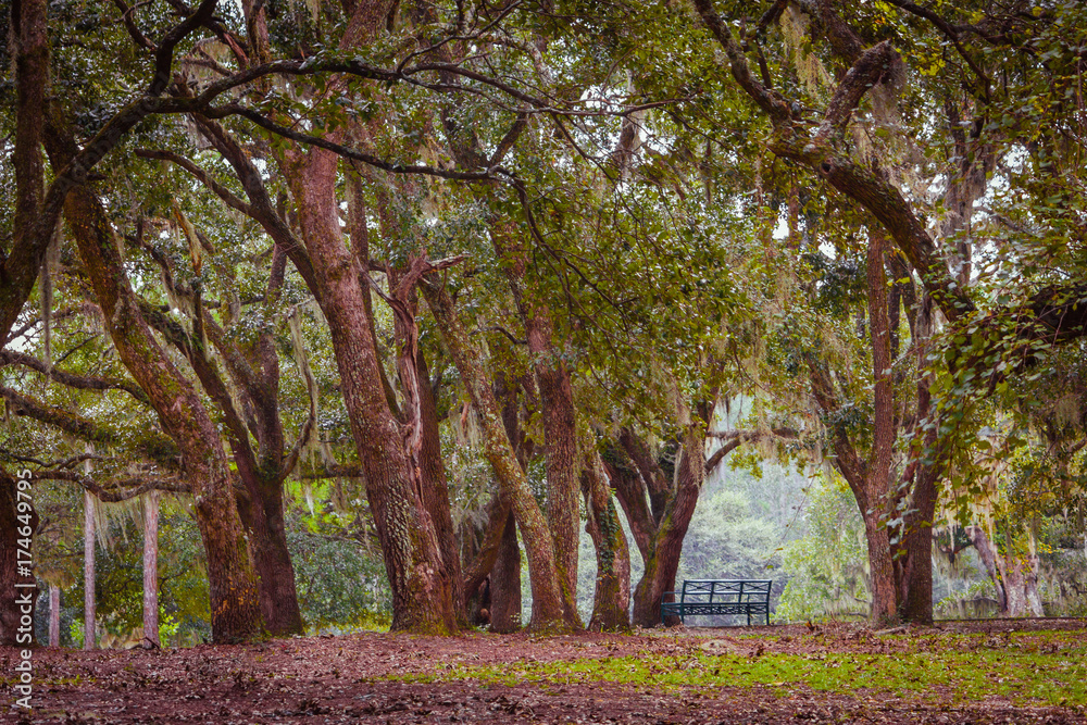 Naklejka premium Autumn trees II
