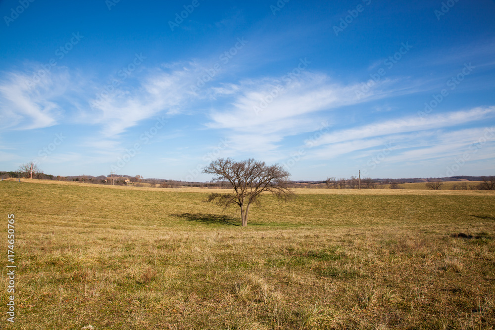 one tree in a field one tree in a field