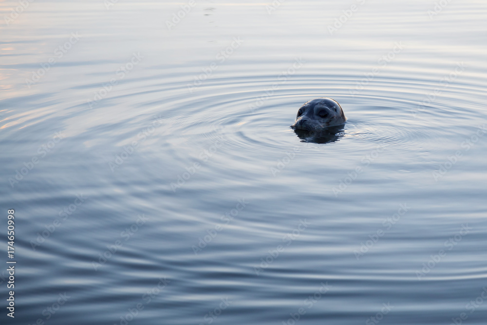 Harbor Seal pocking his head out the water. Taken in Coal Harbour, Vancouver, British Columbia, Canada. Harbor Seal pocking his head out the water. Taken in Coal Harbour, Vancouver, British Columbia, Canada.