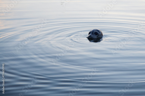 Harbor Seal pocking his head out the water. Taken in Coal Harbour, Vancouver, British Columbia, Canada.
