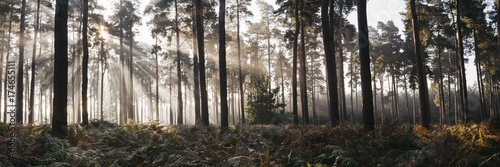 Sunlight burning through mist in a dense woodland. Thetford Forest, Norfolk, UK. photo