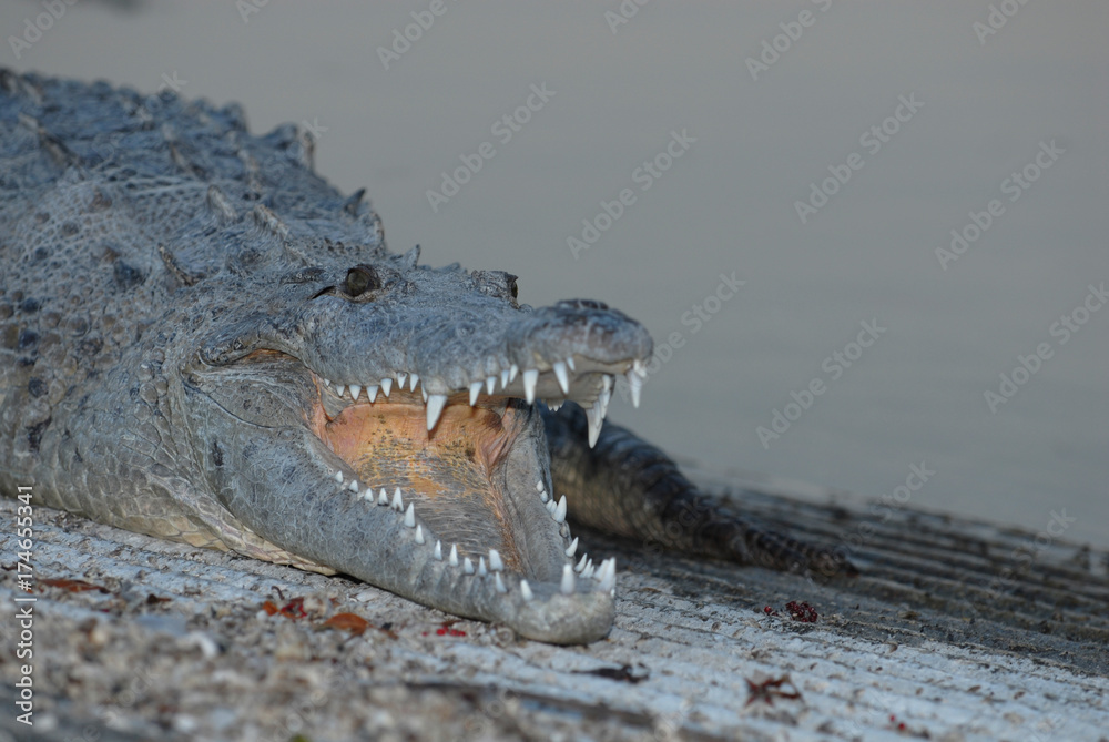 Fototapeta premium Crocodylus acutus