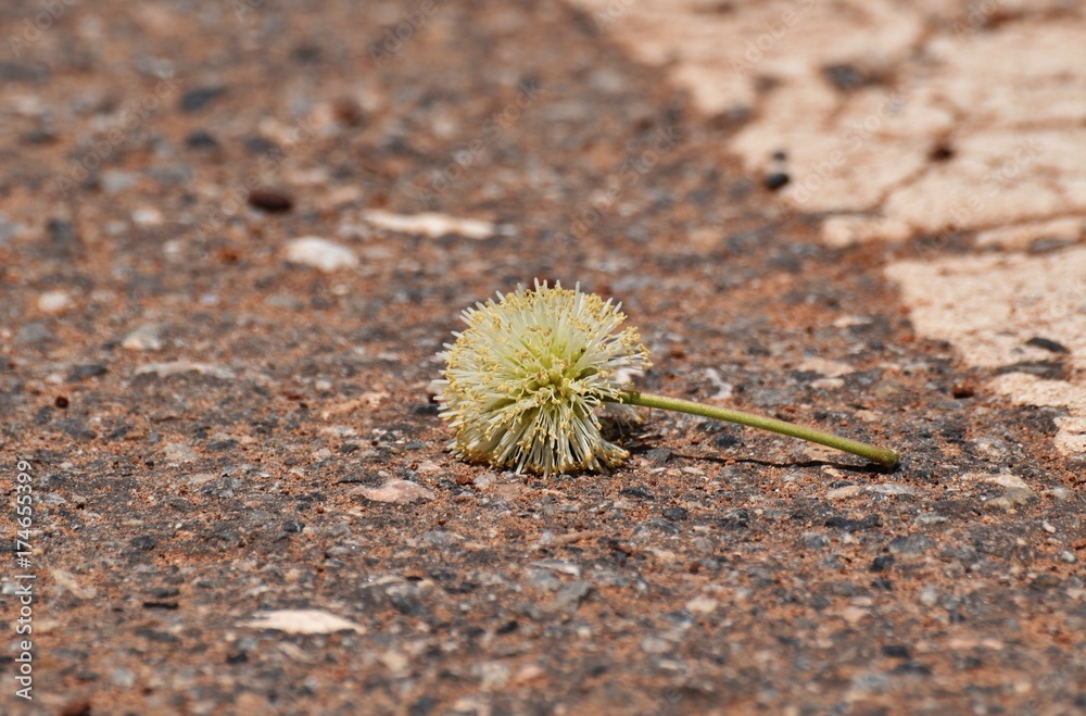 little flower on dirty asphalt road in countryside in in selective focus little flower on dirty asphalt road in countryside in in selective focus