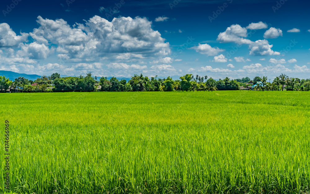 Obraz premium Rice field in countryside of Thailand