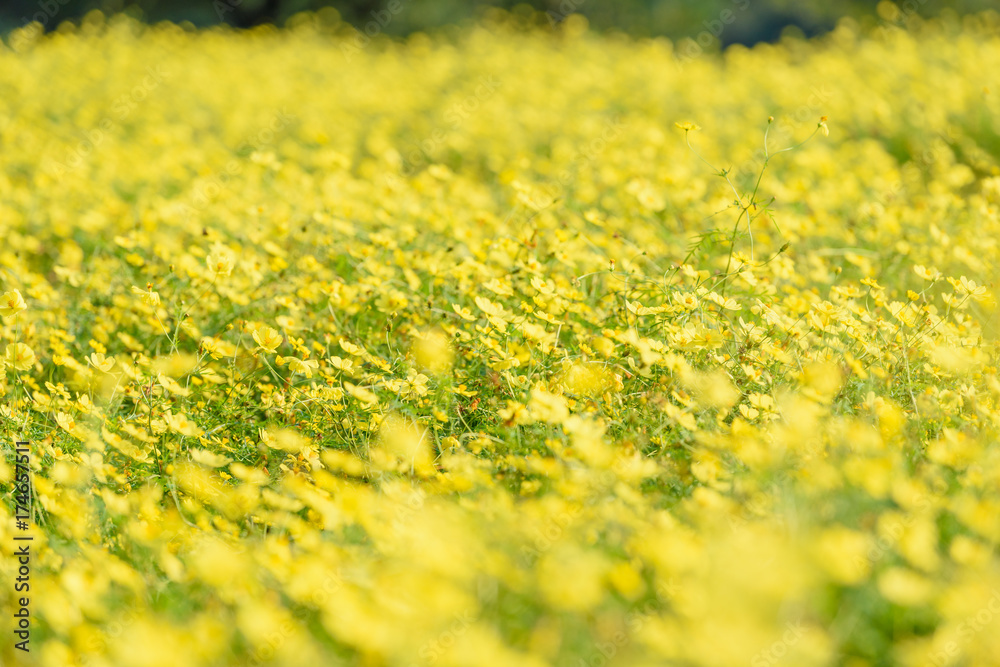 Obraz premium キバナコスモス