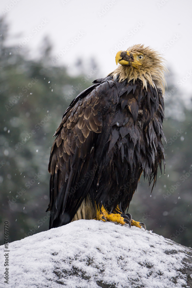 Fototapeta premium Big and old Eagle with an injured beak sitting on a rock covered in snow. Picture taken in Hornby Island, British Columbia, Canada.