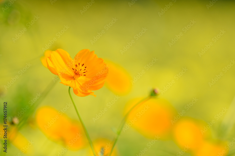 Obraz premium キバナコスモス