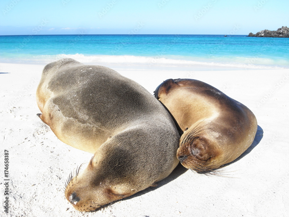 Fototapeta premium sleeping sea lions on the beach in Galapagos Islands, Ecuador