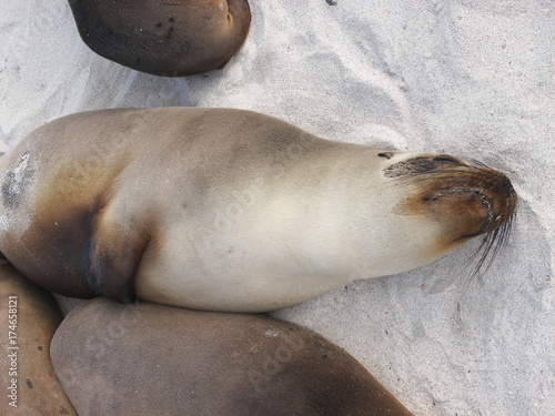 sleeping sea lion in Galapagos Islands, Ecuador
