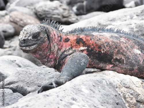 marine iguana in Galapagos Islands, Ecuador