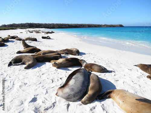 sleeping sea lions on the beach in Galapagos Islands, Ecuador