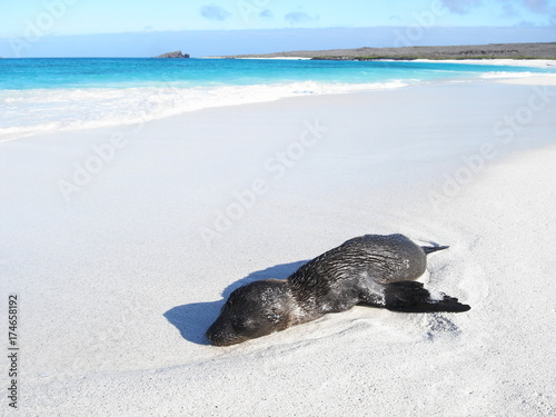 sleeping baby sea lion on the beach in Galapagos Islands, Ecuador