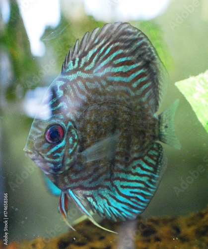 Blue Discus Aquarium Fish