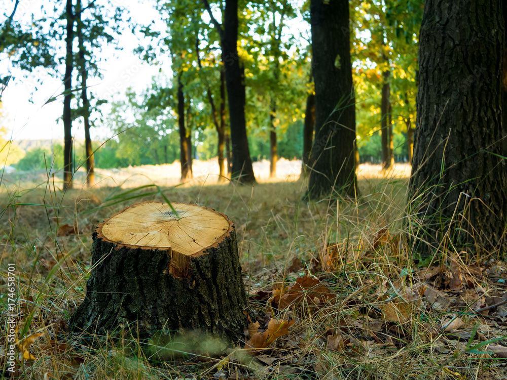 Tree stump after cutting a tree in autumn forest. Autumn forest landscape. Tree stump after cutting a tree in autumn forest. Autumn forest landscape.