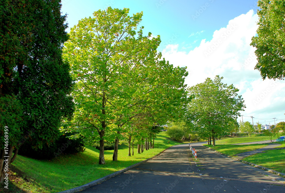 Promenade of Sapporo City park