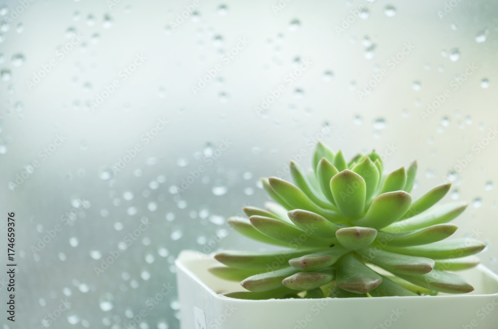 Flowering Succulent House Windowsill plant beside window with raindrop Flowering Succulent House Windowsill plant beside window with raindrop