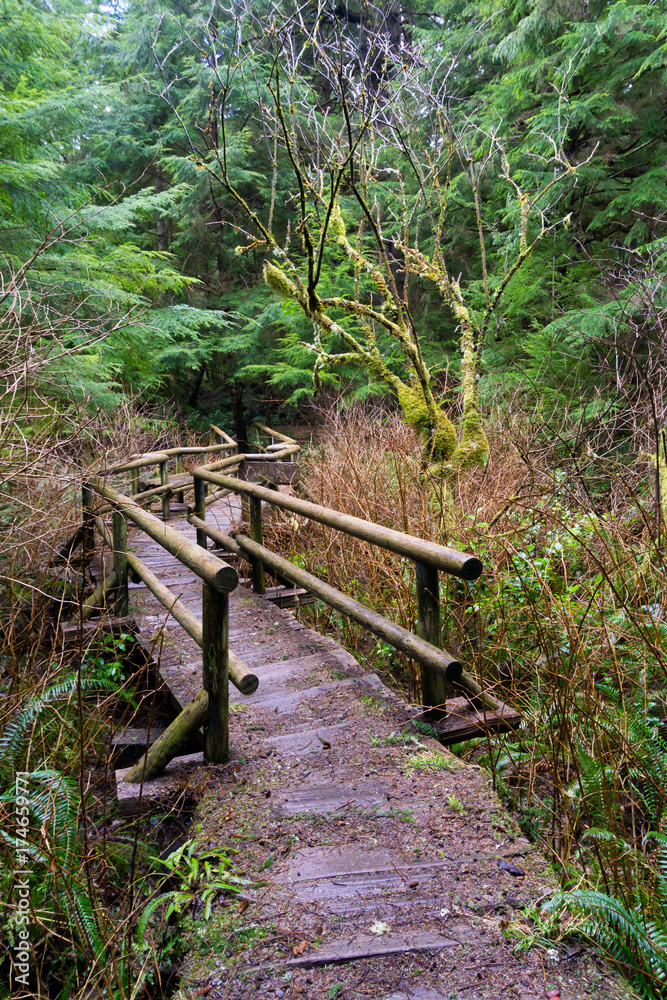 Fototapeta premium Wooden path in the middle of the beautiful forrest. Picture taken in Cape Flattery, Neah Bay, Washington, USA.