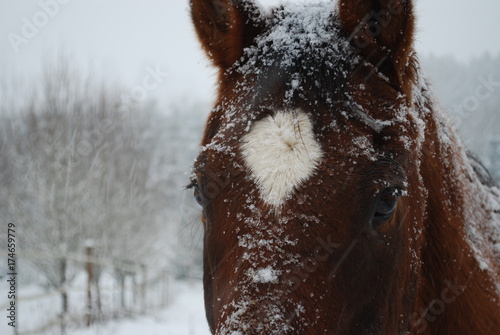 Horse Head in the Snow Thoroughbred up Close