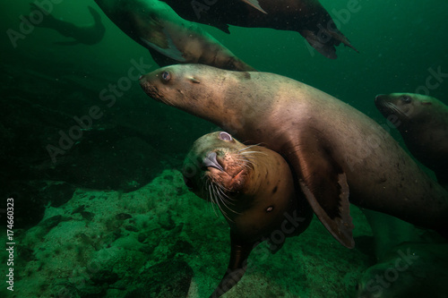 A herd of Sea Lions are swimming on the rocky bottom of Pacific Ocean. Picture taken in Hornby Island, British Columbia, Canada.