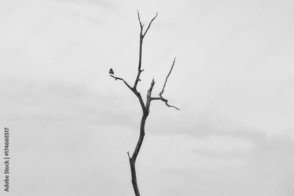 dead tree and bird dead tree and bird
