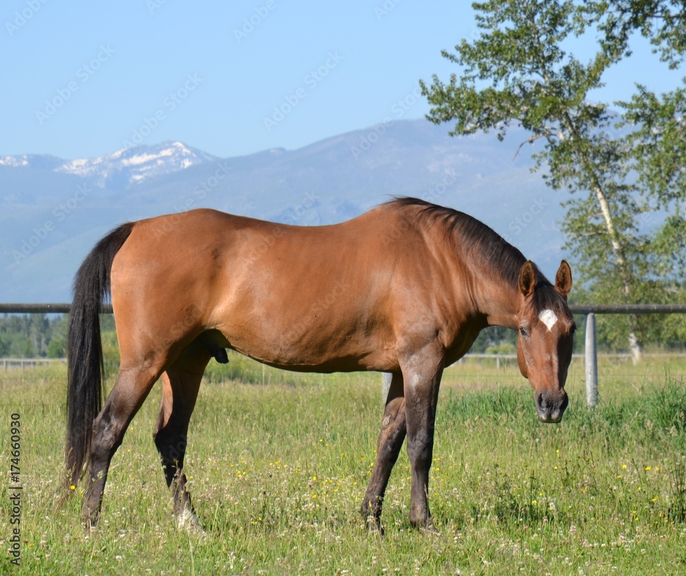 Thoroughbred Horse with Mountains in Montana Thoroughbred Horse with Mountains in Montana