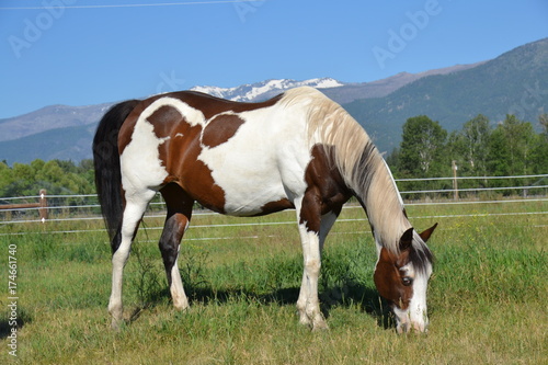 Grazing Paint Horse with Mountains in Montana