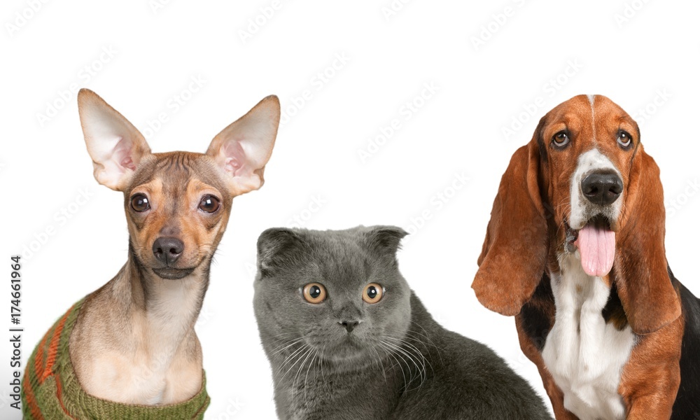 Cat and dog. Cat and dog.