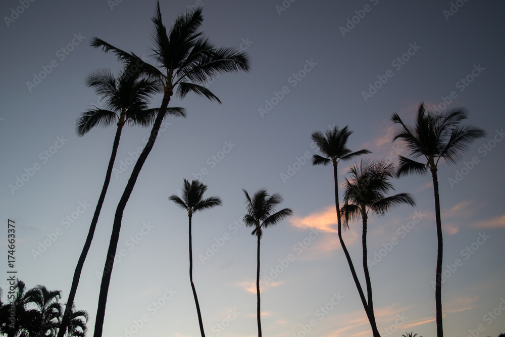 Palm Trees at Sunrise