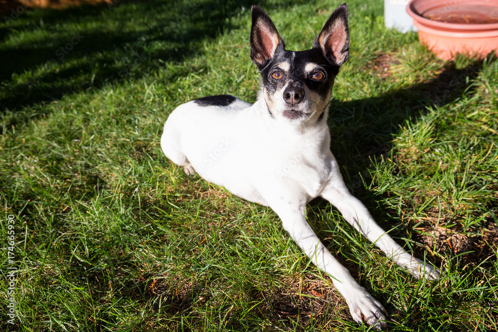 Cute picture of a small family dog, toy fox terrier, sitting on green grass during a sunny day.
