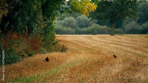 autumn wildlife countryside pheasants in field - England: September 2017