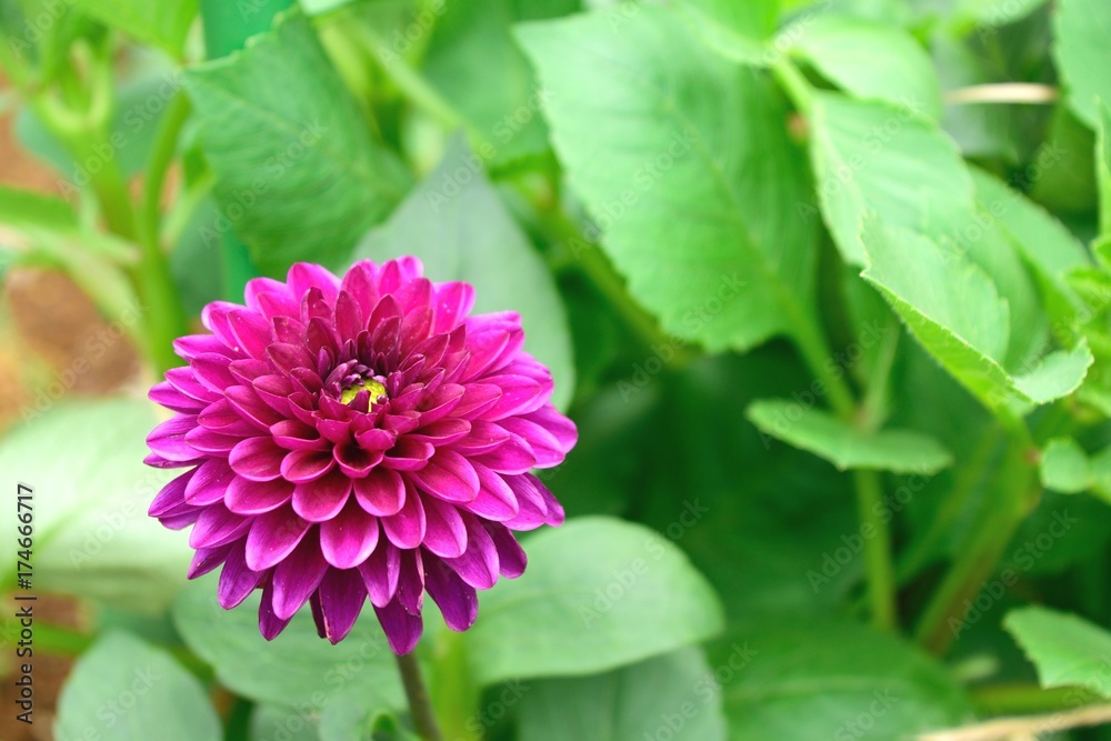 6月初夏 神代植物公園ダリア 赤紫の花 キューピッド Stock Photo Adobe Stock