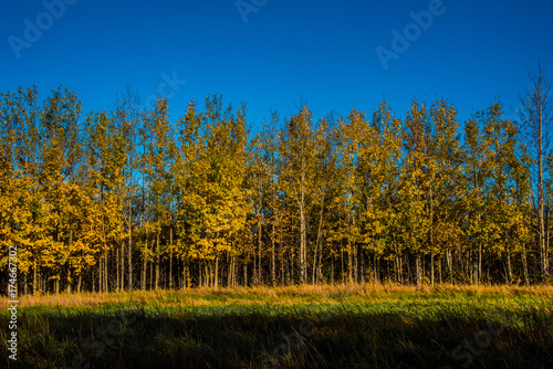 Yellow Trees in the Fall