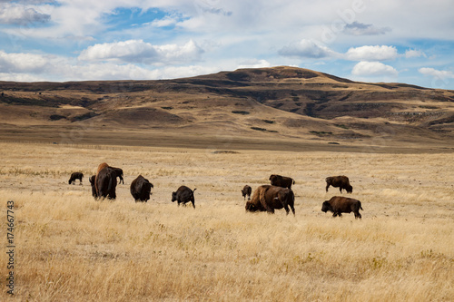 Herd of Bison in Southern Alberta Under Blue Sky
