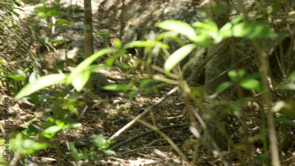 A shot of an iguana walking under the tall plants. A shot of an iguana walking under the tall plants.