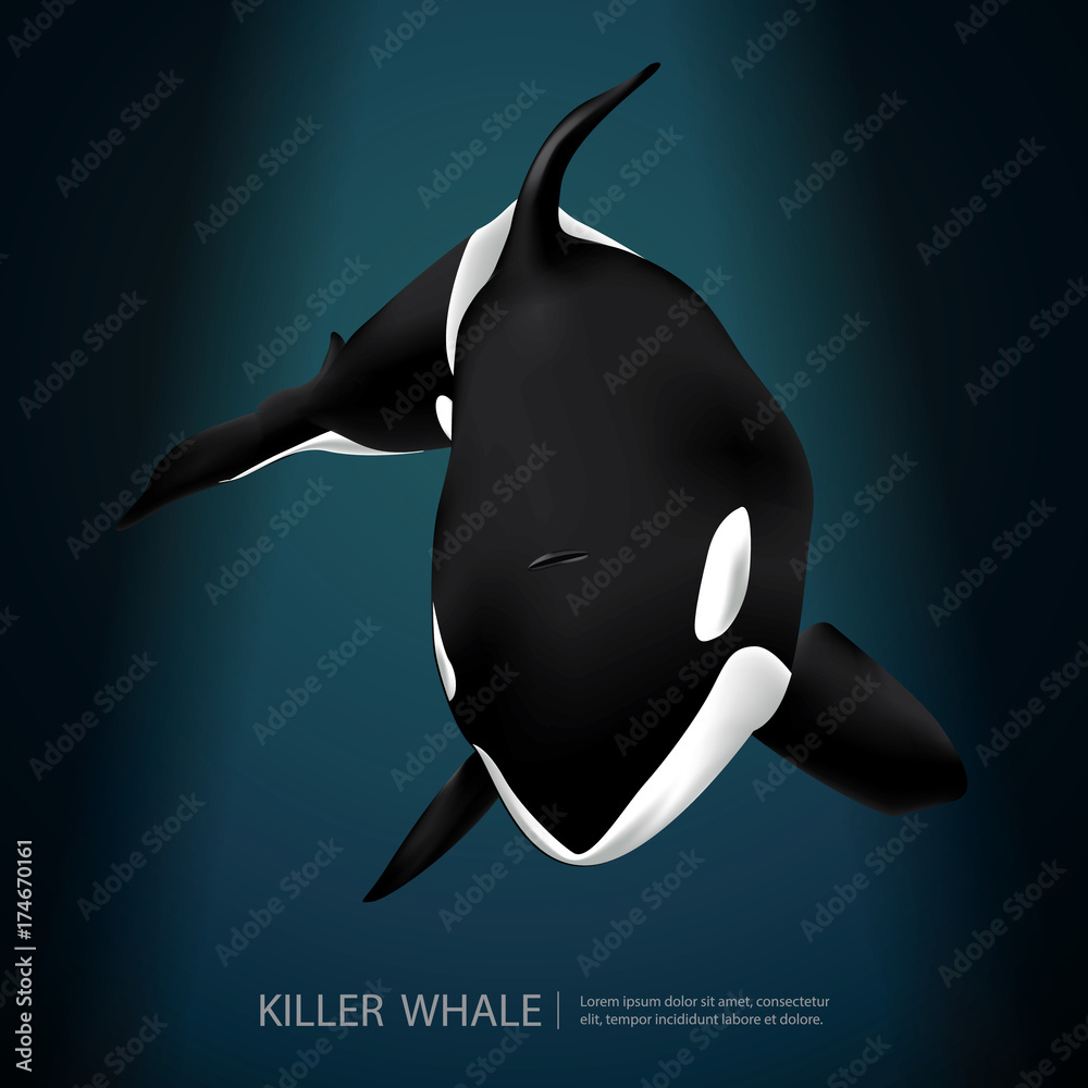 Fotografie Killer Whale Under The Sea Vector Illustration