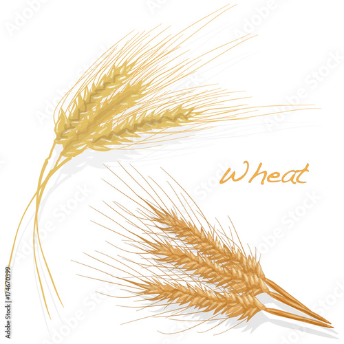 Wheat illustration set on white background